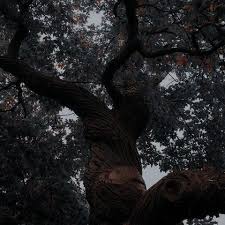 Pin By Rex Corvus On Fairyland Dark Aesthetic Dark Photography Aesthetic Images