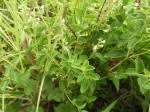 Image result for Ocimum lamiifolium