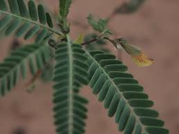 Image result for Aeschynomene pawekiae