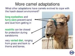 Adaptation mechanisms of camels (camelus dromedarius) for desert environment: Adaptation In Animals You Should Be Able To Describe How These Animals Are Adapted To Their Habitats Ppt Download