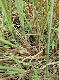 Image result for Urochloa dictyoneura