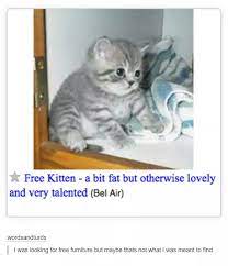 Kittens for sale through our shelters. Free Cat Near Me Craigslist Online