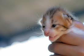Can be picked up at i have this beautiful grey and white patterned male kitten for sale. Brown White Kittens Stock Image Image Of Newborn Portrait 136165469