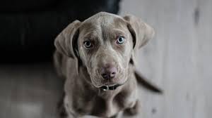 Mimpi digigit anjing di lengan. Arti Mimpi Melihat Anjing Mati Pertanda Akan Alami Kerugian Tribun Lampung
