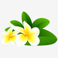 Champa Flower 10 In Asia Of Laos Pdr Png And Psd Watercolor Flower Illustration Digital Flowers Flower Illustration