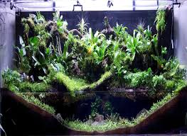 Murah Dan Mudah Berseni Paludarium Hobi Trobos Aqua Com