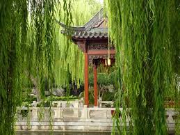 Sydney S Chinese Garden Of Friendship Chinese Garden Asian Garden Willow Trees Garden