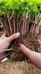 Image result for grapevine cuttings