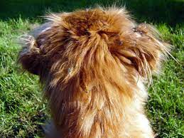 This works best on loosely adhering or single burrs or awns. Grooming Smarter Removing Sandspurs From Hair