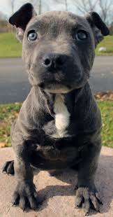 We are blue nose pitbull breeders who offer a 2 year health guarantee on all of our baby pitbulls for sale. Blue Nose Pitbull Puppy For Sale Blue Nose Pitbull Puppies Pitbull Puppies Pitbull Puppies For Sale