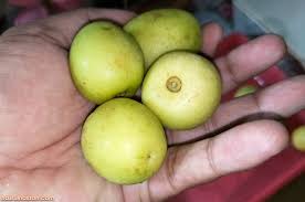 Buah tanaman bidara memiliki panjang 6 cm dan berdiameter 2 cm dengan bentuk bulat sampai oval. Buah Bidara Buah Banyak Manfaat Daunnya Diguna Ketika Urus Jenazah