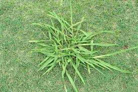 Image result for Paspalum urvillei