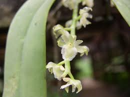 Image result for Diaphananthe