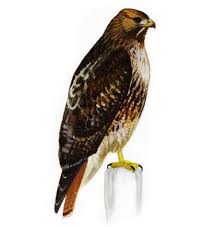 Hawks New York Birds Of Prey Pictures Swainson S Hawk Red Tailed Hawk Bird Guides Common Birds