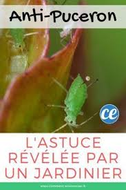 Epingle Sur Jardinage