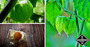 See 156 unbiased reviews of gooseberry bush, rated 3.5 of 5 on tripadvisor and ranked #460 of 1,266 restaurants in nottingham. How To Grow Cape Gooseberry Gardening Channel