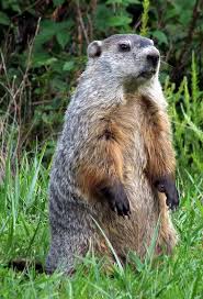 Woodchuck Also Known As A Groundhog Marmota Monax Pet Birds Animals Wild Birds In The Sky