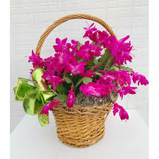 Try finding the one that is. Flowering Plants Christmas Cactus Atlanta S Favorite Florist Hall S Flower Shop Same Day Flower Delivery Hall S Flower Shop