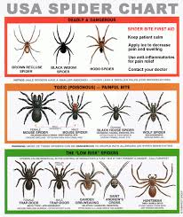 Spider Bite Heres How To Treat It Spider Identification