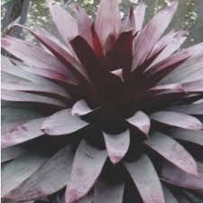 Let us take care of your flowers in hollywood. Wholesale Bromeliad Plant Hollywood Fl Grants Farm