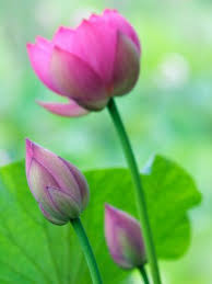 Perry S Water Garden Lotus Bloom And Buds Franklin North Carolina Usa Photographic Print By Joanne Wells At Art Com Water Garden Lotus Bud Bloom