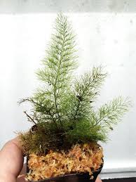 Image result for Abrodictyum