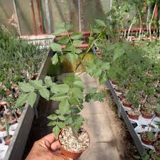 Image result for Commiphora schlechteri