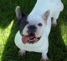 We did not find results for: Adopt Tinker Bell On Petfinder French Bulldog Dog Female French Bulldog French Bulldog