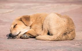 What is the life expectancy? Why Is My Dog Coughing Blood Glamorous Dogs