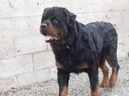 At first i thought they were heavy coated and once they lost their puppy coat their regular short coat would come in. He Is A 10 Month Old Huge Male Longhaired Rottweiler Animal Shelter Services Wags Pet Adoption In Westminster Ca