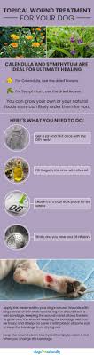 Updated Treating Dog Wounds Natural Options For Open Wounds Dog Wound Natural Dog Care Natural Pet Care