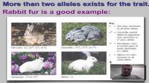 Dihybrid cross with answers lesson worksheets. Chapter 11 Part 11 Multiple Alleles Youtube