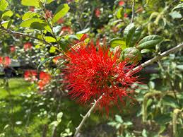 Image result for Mascarenhasia