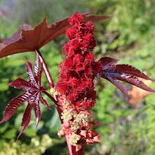 Image result for Ricinus communis