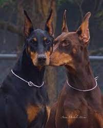 Standard, bronze, silver, gold, and platinum. 17 Doberman Pinscher Bark Bistro Company Www Barkbistrocompany Com Ideas Doberman Pinscher Doberman Pinscher
