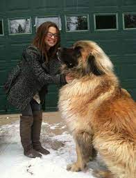 Pomeranian & alaskan malamute mix (aka alaskan poms) image source. Giant Alaskan Malamute Album On Imgur
