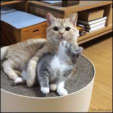 Cats And Dogs Funny Cat Gifs Dogs Gifs Collection Cute Cats Cats Animals