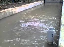 Ikan Mas Air Deras Youtube
