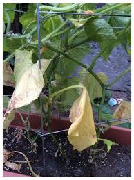 Surprisingly, cucumber leaves turning yellow can be caused by over watering or not watering your plants with enough water. Cucumber Yellow Brown Leaves