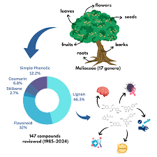 Image result for Ekebergia benguelensis