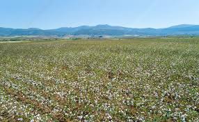 Cottonfield Thiva Greece Stock Image C037 7910 Science Photo Library