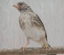 Kali ini om roda kicau meng upload video seputar perkutut jantan dan betina dan cara membedakannya. 3 Perbedaan Dari Burung Sanger Jantan Dan Juga Betina Paling Akurat Kicau Mania