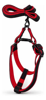 CORREA Y PRETAL CON NEOPRENE 2cm MEDIANO