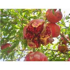 Buah termasuk organ pada tumbuhan berbunga yang merupakan perkembangan lanjutan dari bakal buah (ovarium). Delima Merah Pokok Delima Merah Pokok Delima Merah Hybrid Pokok Delima Merah Cepat Berbuah Shopee Malaysia
