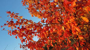Resultado de imagen de otoño