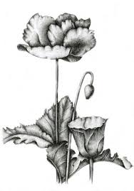 Keep the paper laying flat while it's drying. Poppy Drawing By Irina Laskin Artmajeur