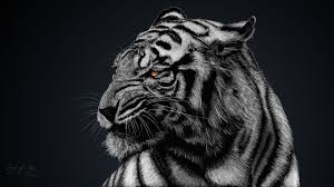 White Tiger Wallpaper Images Tiger Wallpaper Tiger Artwork Tiger Images