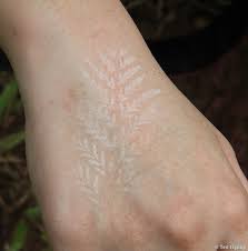 Image result for Pityrogramma aurantiaca