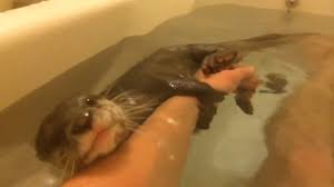 Baby otter takes his first bath. What S Furry And Wet And Irresistibly Cute Otters In Your Bath Video Soranews24 Japan News