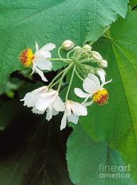 Image result for Sparrmannia